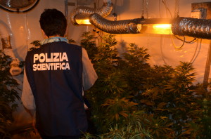 Scoperta serra di marijuana in convento del 700