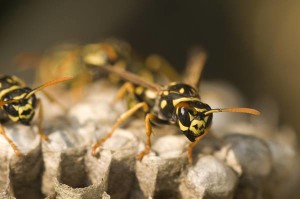 Il veleno di una vespa del Brasile può essere nuova arma anti-cancro