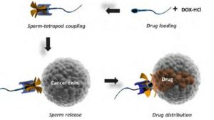 Gli spermatozoi come navette anticancro
