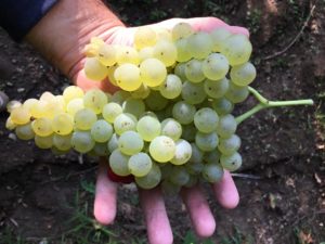 Da Vinitaly la candidatura Unesco della lavorazione uve di Valpolicella