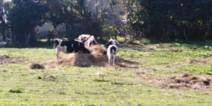 Covid, a Caserta solidarietà contadina per mungere vacche