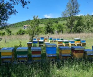 Veneto, dal MIPAAF altri 347 mila euro per sostenere l'apicoltura