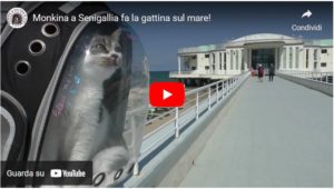 Monkina la gattina in tour riparte da Senigallia