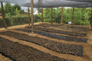 CAFFE' BORBONE E OFI AVVIANO MWANYI IN UGANDA